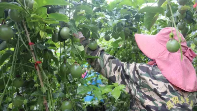 桑梓助农-云南果农种植产业赋能计划