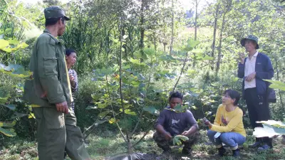 龙乃村农户合作种植水果、项目组与村民讨论水果管护、改造后的树屋