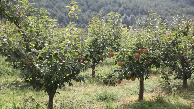 梨树种植、葡萄种植、藜麦种植