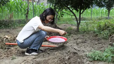 梨树种植、葡萄种植、藜麦种植