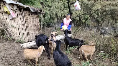 “尘肺妈妈”养羊